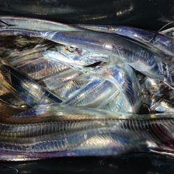 シースナイパー海龍 釣果