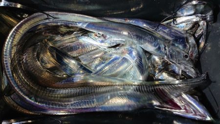 シースナイパー海龍 釣果