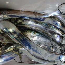 シースナイパー海龍 釣果