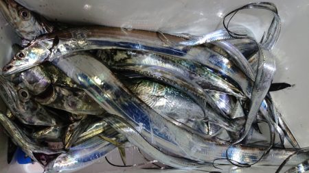 シースナイパー海龍 釣果