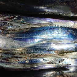 シースナイパー海龍 釣果