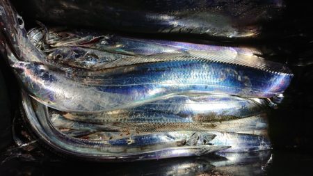 シースナイパー海龍 釣果