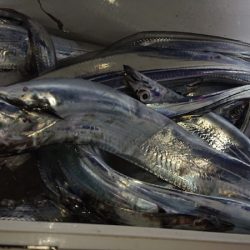 シースナイパー海龍 釣果