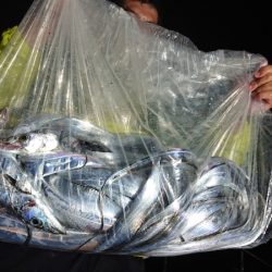 シースナイパー海龍 釣果