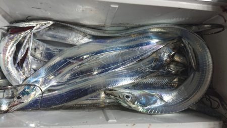 シースナイパー海龍 釣果