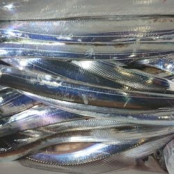 シースナイパー海龍 釣果