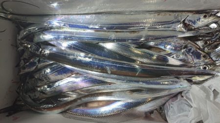 シースナイパー海龍 釣果