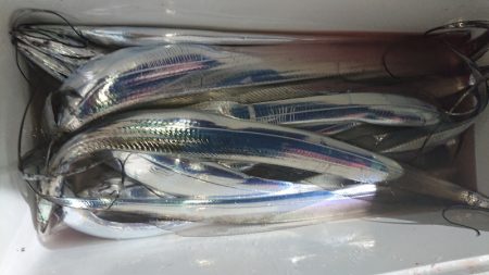 シースナイパー海龍 釣果