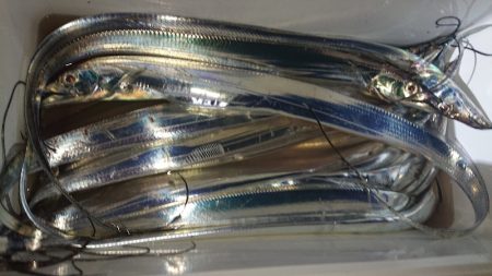 シースナイパー海龍 釣果