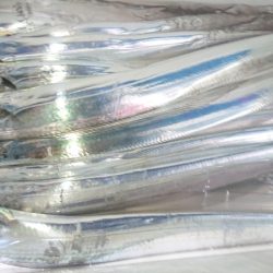 シースナイパー海龍 釣果