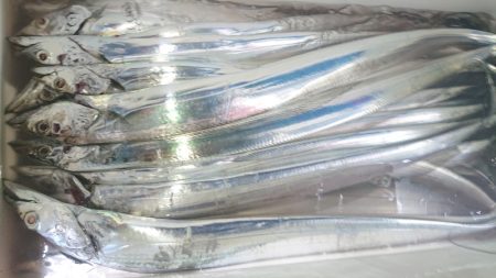 シースナイパー海龍 釣果