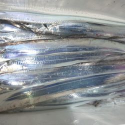 シースナイパー海龍 釣果