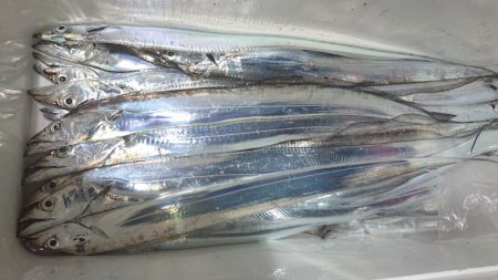 シースナイパー海龍 釣果