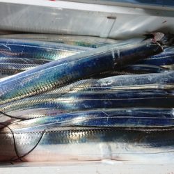 シースナイパー海龍 釣果