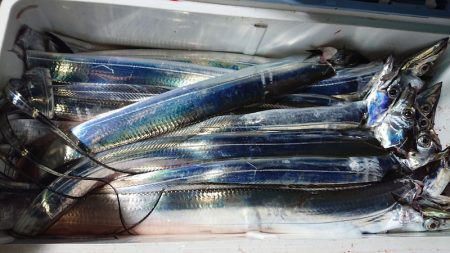 シースナイパー海龍 釣果