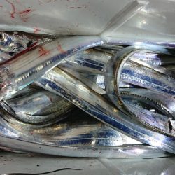 シースナイパー海龍 釣果