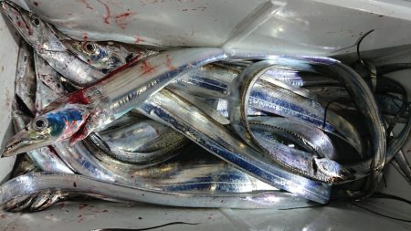 シースナイパー海龍 釣果