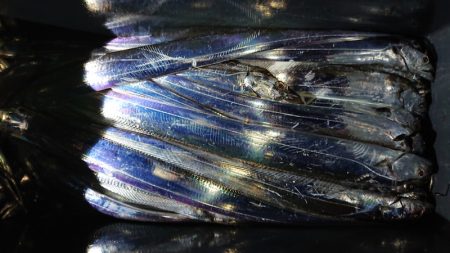 シースナイパー海龍 釣果