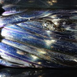 シースナイパー海龍 釣果