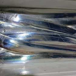 シースナイパー海龍 釣果