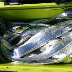 シースナイパー海龍 釣果