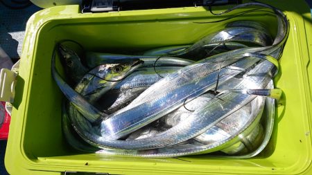 シースナイパー海龍 釣果