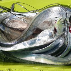 シースナイパー海龍 釣果