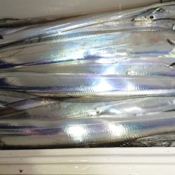 シースナイパー海龍 釣果