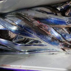 シースナイパー海龍 釣果