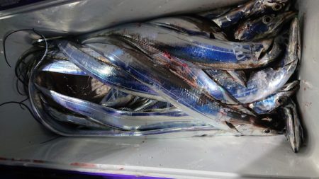 シースナイパー海龍 釣果