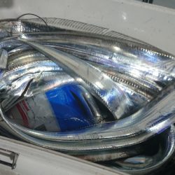 シースナイパー海龍 釣果