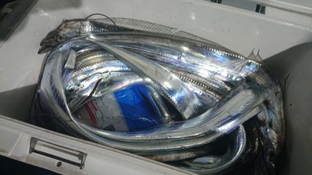 シースナイパー海龍 釣果