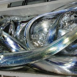 シースナイパー海龍 釣果