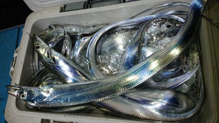 シースナイパー海龍 釣果