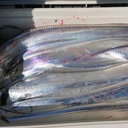 シースナイパー海龍 釣果