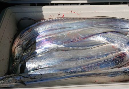 シースナイパー海龍 釣果