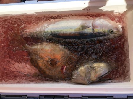 海龍丸(石川) 釣果