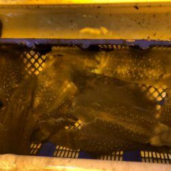 海龍丸（石川） 釣果