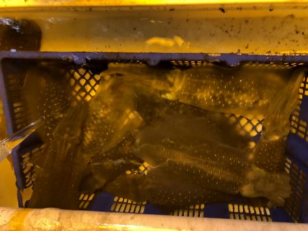 海龍丸（石川） 釣果