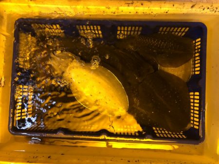 海龍丸（石川） 釣果