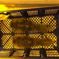 海龍丸（石川） 釣果