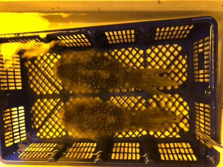 海龍丸（石川） 釣果