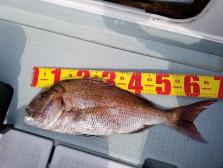 アマテラス 釣果