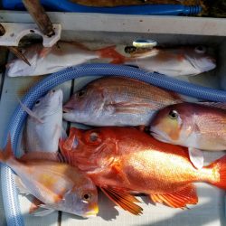 アマテラス 釣果