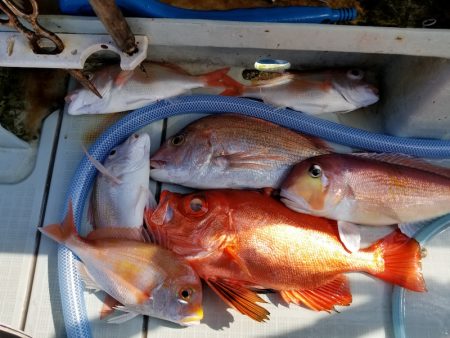 アマテラス 釣果