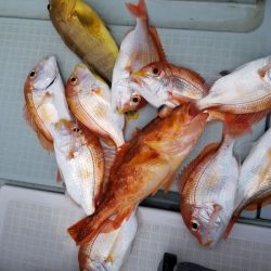 アマテラス 釣果