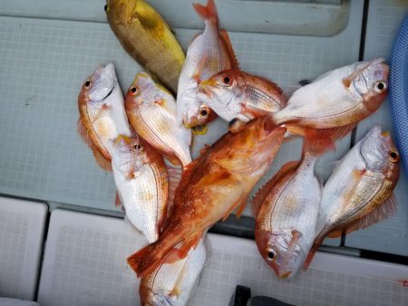 アマテラス 釣果