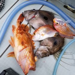 アマテラス 釣果