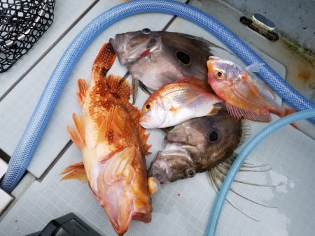 アマテラス 釣果