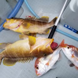 アマテラス 釣果